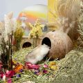 Coconut Hut Hamster House Bed for Gerbils Mice Small Animal Cage Habitat Decor.