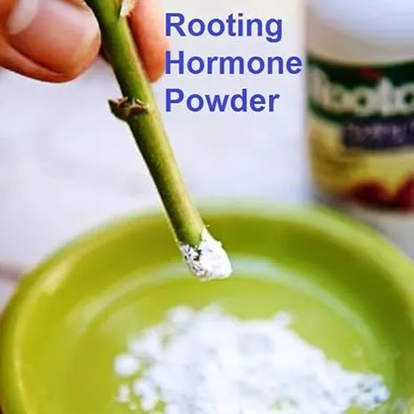 Hormone%20Rooting%20Powder(For%20Cuttings)%2010g%20Loose%20Re-Pack%20-%20Image%204
