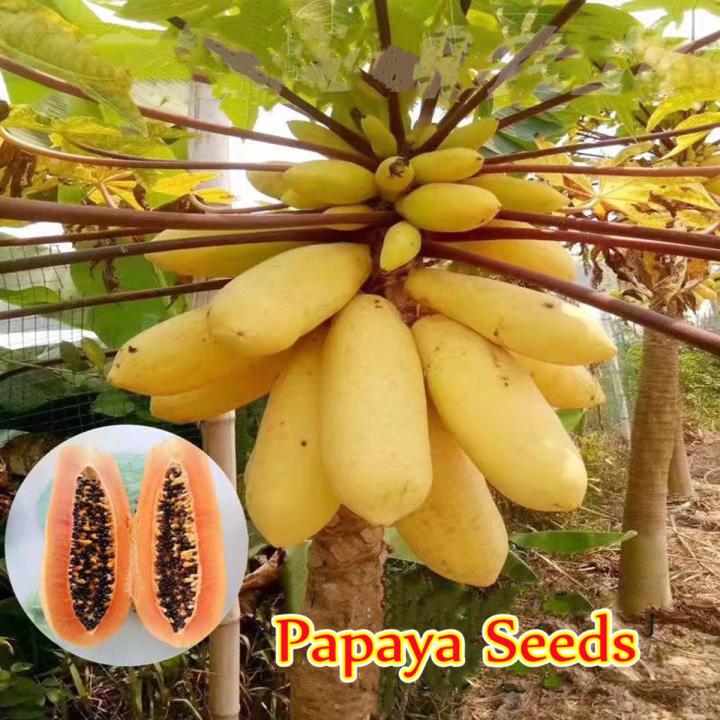 20 pice Fruit Bonsai Plant Yellow Gold Papaya Tree Juicy Fruit Potted Unique Rare Home Garden Plant