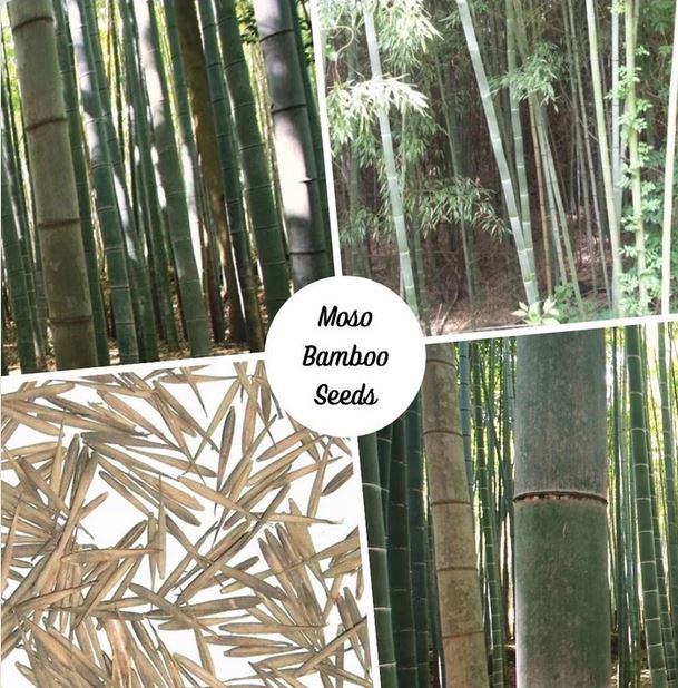 Moso Bamboo Seeds 100 seeds - Exotic Garden Shade Plants, Fast Growing Trees