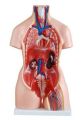 Human Anatomical Anatomy Human 85CM Unisex Torso 40 Parts XC-208 Medical Teaching Model Human Unisex Torso 40 Parts Medical Learn Aid Product detalls of Human Model Education Display 40 PARTS, material PVC.. 