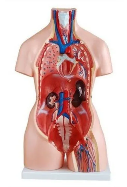 Human%20Anatomical%20Anatomy%20Human%2085CM%20Unisex%20Torso%2040%20Parts%20XC-208%20Medical%20Teaching%20Model%20Human%20Unisex%20Torso%2040%20Parts%20Medical%20Learn%20Aid%20Product%20detalls%20of%20Human%20Model%20Education%20Display%2040%20PARTS,%20material%20PVC.%20-%20Image%202