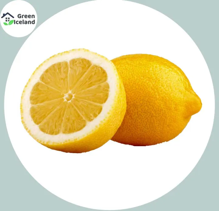 Global%20Dwarf%20Lemon%20Tree%20Seeds%20-%2010%20Pcs%20SeedS%20-%20Image%205