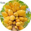 (All Season) Yellow Color Gold Papaya Seeds- 5 Pcs Seeds. 