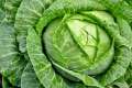 Cabbage Seeds badha kopi 50+ psc seeds.