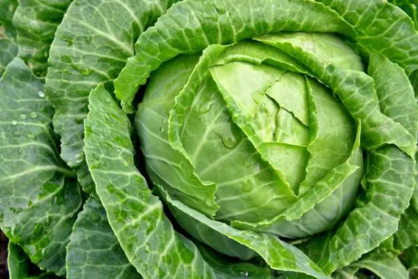Cabbage%20Seeds%20badha%20kopi%2050+%20psc%20seeds%20-%20Image%204
