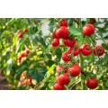Hybrid (F1) Tomato Seed - 25 Seeds.