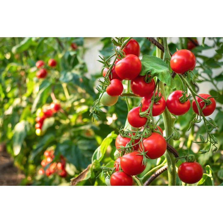 Hybrid (F1) Tomato Seed - 25 Seeds