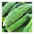 Long Green Bittermelon (korolla) Seeds - 5pcs - Green. 
