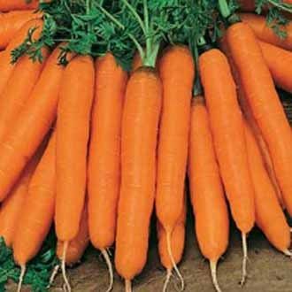 Carrot%20Seeds%20(??????%20???)%20-%2090%20Pieces%20seeds%20-%20Image%202