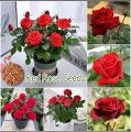 Thai Perennial Red Rose Tree Flower Seeds - 31+Pcs Seeds. 
