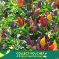 Global Rare Organic Sure Ornamental Chili Seeds - 30 Pcs SeedS/.