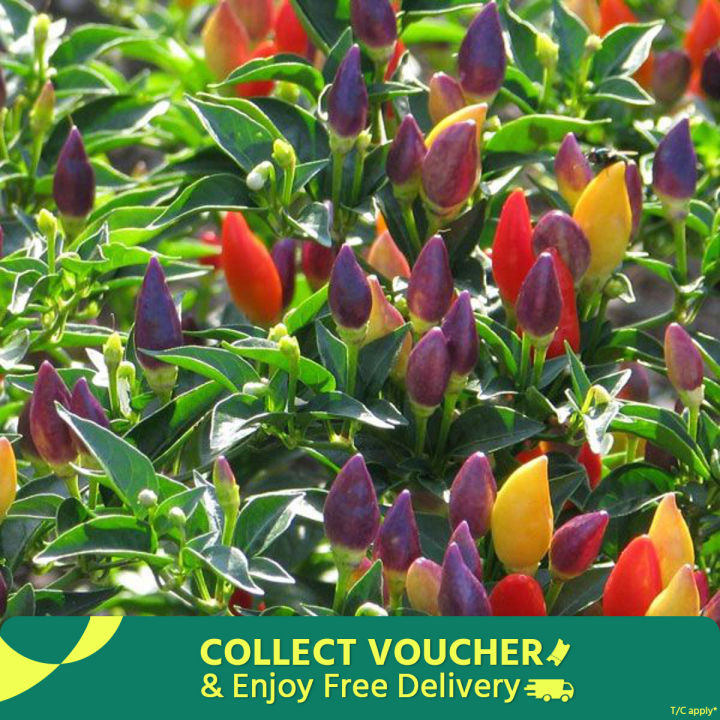 Global Rare Organic Sure Ornamental Chili Seeds - 30 Pcs SeedS/