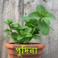 Mint / Pudia Seedd 25+ pcs Seed - পুদিনা পাতা বীজ - ২৫+ টি.