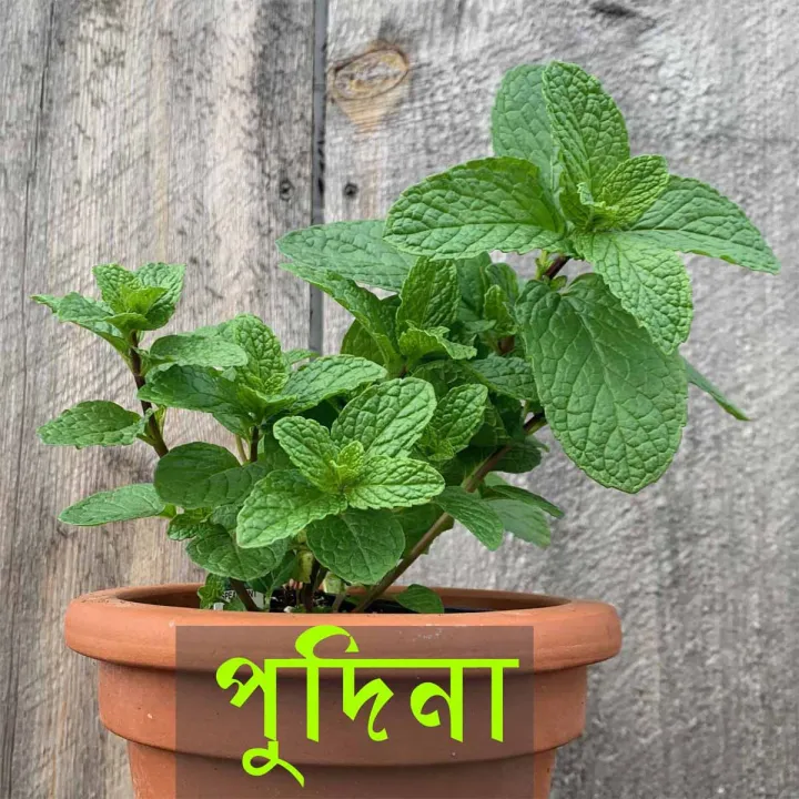 Mint%20/%20Pudia%20Seedd%2025+%20pcs%20Seed%20-%20%E0%A6%AA%E0%A7%81%E0%A6%A6%E0%A6%BF%E0%A6%A8%E0%A6%BE%20%E0%A6%AA%E0%A6%BE%E0%A6%A4%E0%A6%BE%20%E0%A6%AC%E0%A7%80%E0%A6%9C%20-%20%20%E0%A7%A8%E0%A7%AB+%20%E0%A6%9F%E0%A6%BF%20-%20Image%202