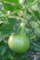 Hybrid Round Bottle Gourd/ Lau Seeds Re-packed-10 pc Seeds + Gift. 