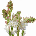 Tuberose Bulb Double Pattern 5 piece / Rojonigondha flower seed. 