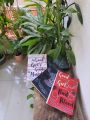 A Good Girl's Guide to Murder Book series by Holly Jackson  ( Premium Paper and Matte Cover ). 