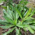 বিলাতি ধনিয়া পাতা বীজ 30 Pcs Bilati Dhoniya pata Seeds - CityBD Mart Seeds.