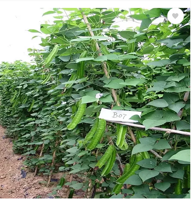 Winged%20Bean%20Seeds%20of%20all%20seasons%20-10%20pc%20seeds%20-%20Image%205