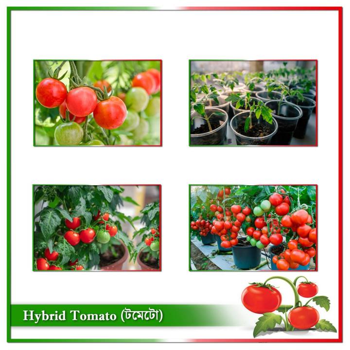 Hybrid (F1) Tomato Seed - 30 Seeds