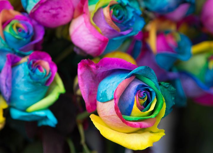 Global%20Rainbow%20Rose%20Flower%20Seeds%20-%2015%20Pcs%20Seeds%20-%20Image%202