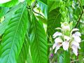 Bashok Leaf Powder, Bashak Pata, Basok Pata Powder 100gm.