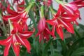 Amaryllis Lily Flower - 01/02/03 pcs Mature Bulb -  মিক্সড কালার  এমারিলিস ফুলের ম্যাচিউরড বাল্ব বা কন্দ - ০১/০২/০৩ পিচ. 