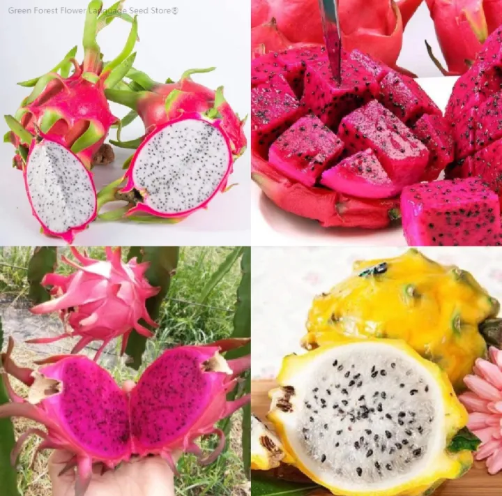 Red%20Yellow%20Dragon%20Fruit%20Tree%20Seeds%20-%20Image%202