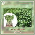 Data Shak Seed (Green) - 10 gm. 