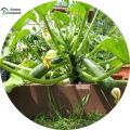 Zucchini Squash Seeds - 10 Pcs Seeds(Global Seeds). 