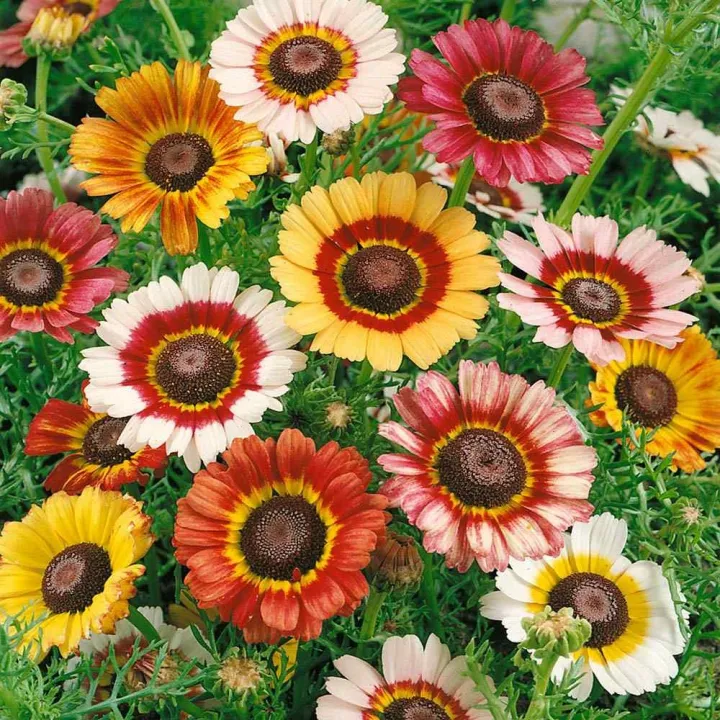 Chrysanthemum%20Carinatum%20Seed%20-%2020/40pcs%20-%20Mixed%20Color%20Hybrid%20%E0%A6%95%E0%A7%8D%E0%A6%B0%E0%A6%BF%E0%A6%B8%E0%A7%87%E0%A6%A8%E0%A7%8D%E0%A6%A5%E0%A6%BF%E0%A6%AE%E0%A6%BE%E0%A6%AE%20%E0%A6%AB%E0%A7%81%E0%A6%B2%E0%A7%87%E0%A6%B0%20%E0%A6%AC%E0%A7%80%E0%A6%9C%20%E0%A6%AE%E0%A6%BF%E0%A6%95%E0%A7%8D%E0%A6%B8%E0%A6%A1%20%E0%A6%95%E0%A6%BE%E0%A6%B2%E0%A6%BE%E0%A6%B0%20%E0%A6%B9%E0%A6%BE%E0%A6%87%E0%A6%AC%E0%A7%8D%E0%A6%B0%E0%A6%BF%E0%A6%A1%20%E0%A6%AC%E0%A7%80%E0%A6%9C%20-%20(%E0%A6%9A%E0%A6%A8%E0%A7%8D%E0%A6%A6%E0%A7%8D%E0%A6%B0%E0%A6%AE%E0%A6%B2%E0%A7%8D%E0%A6%B2%E0%A6%BF%E0%A6%95%E0%A6%BE%20%E0%A6%B8%E0%A6%BF%E0%A6%82%E0%A6%97%E0%A7%87%E0%A6%B2%20%E0%A6%AD%E0%A7%87%E0%A6%B0%E0%A6%BE%E0%A6%87%E0%A6%9F%E0%A6%BF)%20-%20Image%204