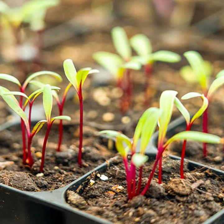 High%20Quality%20Beetroot%20Seed%2090%20+%20for%20your%20Garden%20-%20Garden%20Beet-%20Red%20Beet%20-%20Vegetable%20Seed%20-%20Image%204