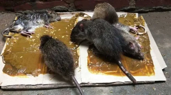 Rat%20Glue-Bosny%20Thailand%20400gm%20Pot%20-%20Image%203