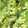 All Season Sweet Green Grape Seeds- 20 Pcs Seeds.