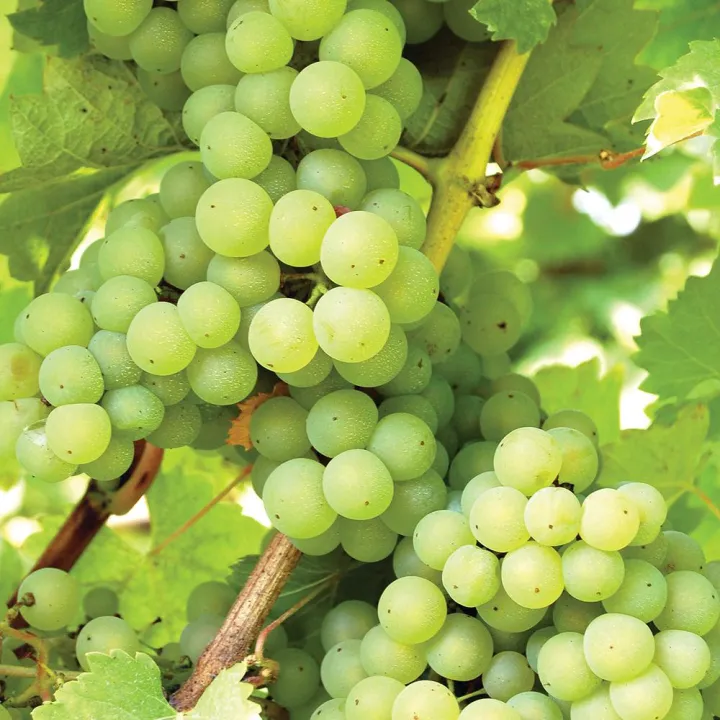 All%20Season%20Sweet%20Green%20Grape%20Seeds-%2020%20Pcs%20Seeds%20-%20Image%203