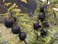 Black diamond apple tree Seeds- 20Pcs. 