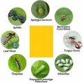 Fruit Fly Traps Bugs Yellow Sticky Board Pest Control Insect Killer Two-sided Glue Paper Trap For Kill Pest. 