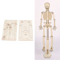 Human Skeletal Assemble Model Composite Wood DIY Skeleton Crafting Educationa US. 