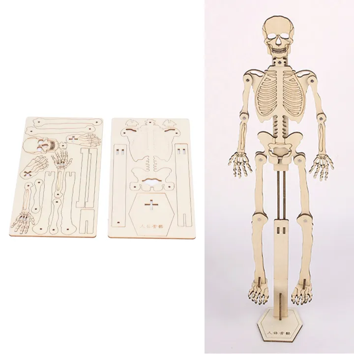 Human%20Skeletal%20Assemble%20Model%20Composite%20Wood%20DIY%20Skeleton%20Crafting%20Educationa%20US%20-%20Image%208
