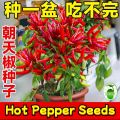 Thai Hybrid Spaicy Red Hot Pepper Seeds - 30+ Pcs Seeds.