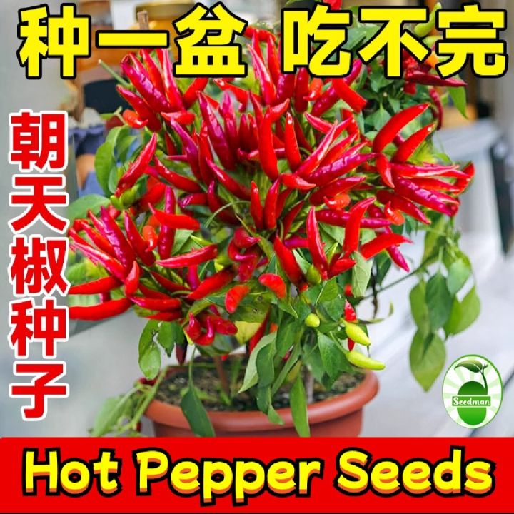 Thai%20Hybrid%20Spaicy%20Red%20Hot%20Pepper%20Seeds%20-%2030+%20Pcs%20Seeds%20-%20Image%202