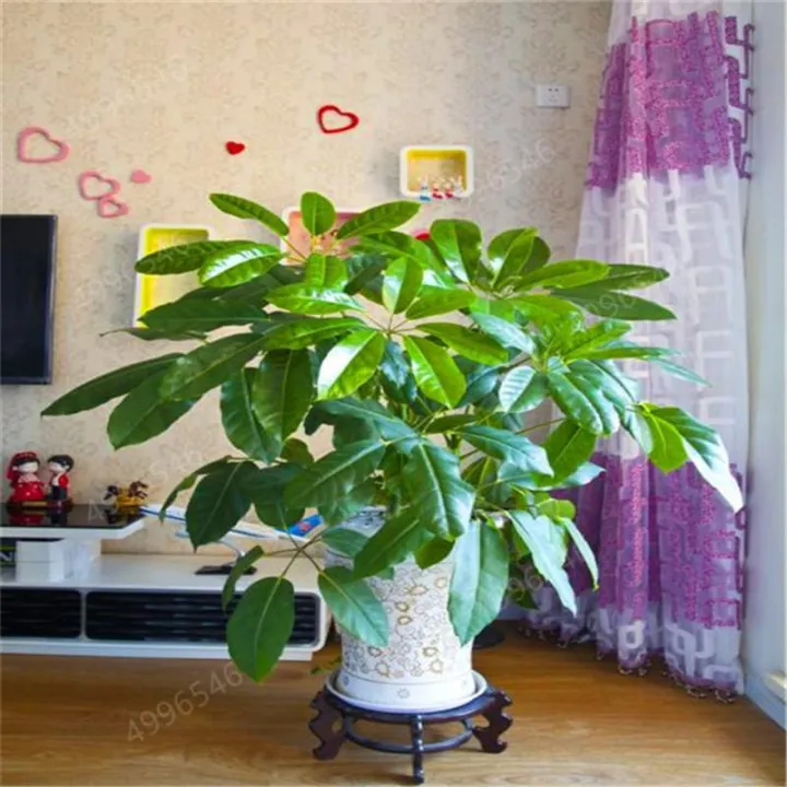 Dieffen%20Bachia%20Bonsai%20Home%20Money%20Tree%20Plant%20Rare%20Indoor%20Bonsai%20Plantas%20Garden%20Pot%20Bonsai%20Perennial%20Lucky%20Bonsais%20Plant%20-%20Flower%20Tub%20-%20Image%202