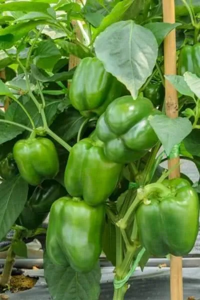 Ready%20Mix%20Dry%20Garden%20Soil%20Premium%20Quality%20Re-Pack%20(4%20kg%20Bag)%20-%20Image%202