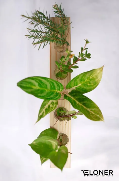 Glass%20Test%20Tube%20Plant%20Propagation%20Station%20Glass%20Vase%20Rack%20with%20Wood%20Stand,%20and%205%20Test%20Tube%20-%20Image%202