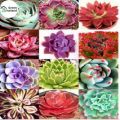 Global Lithops Flores Succulent Seeds - 15 Pcs Seeds. 