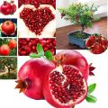 All Season Sweet Pomegrante Bedana - 20+ Seeds. 