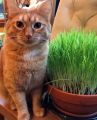 Grass Seeds for Cat & Rabbit 1gm Re-Pack. 
