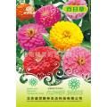 Zinnia Flower Seeds, Imported Intake Packet - 1 packet.