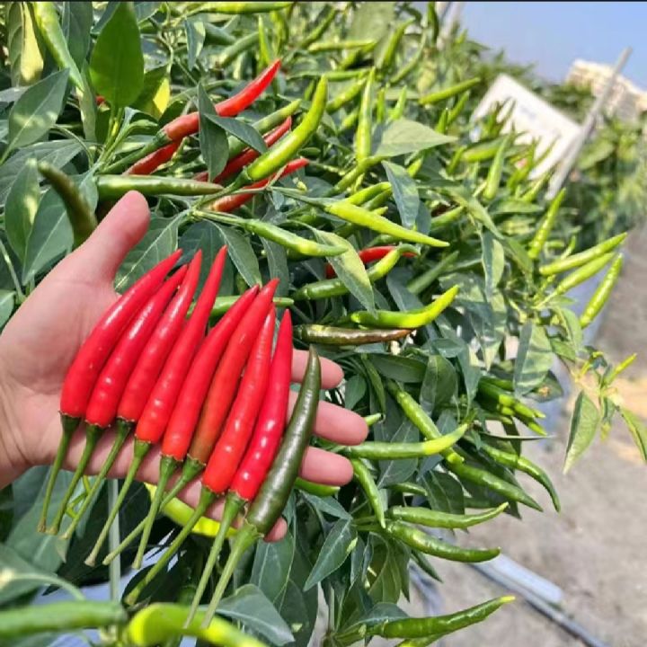 Thai%20Hybrid%20Spaicy%20Red%20Hot%20Pepper%20Seeds%20-%2030+%20Pcs%20Seeds%20-%20Image%205